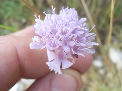 Lomelosia crenata subsp. pseudisetensis / Vedovina della Basilicata